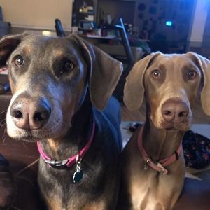 Meet your Posher, Pam